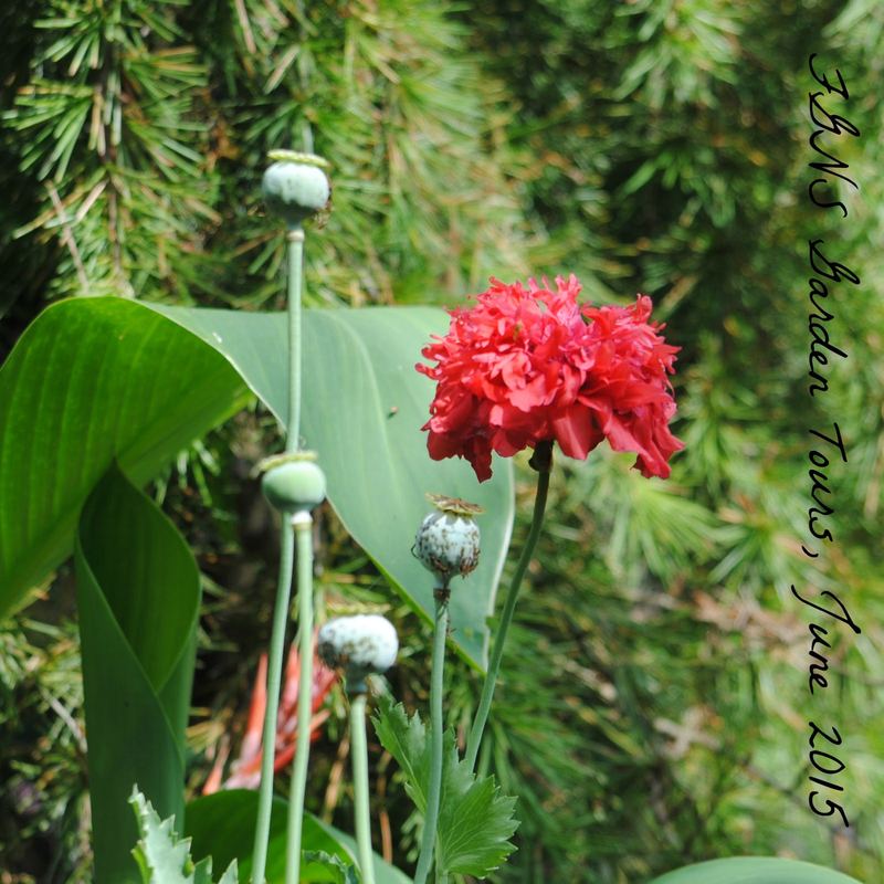 FGNS Garden Tour, June 2015 {Part One} – photo 11