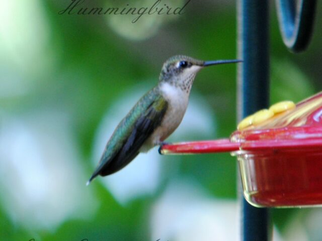 Garden Guest: Hummingbird 2015