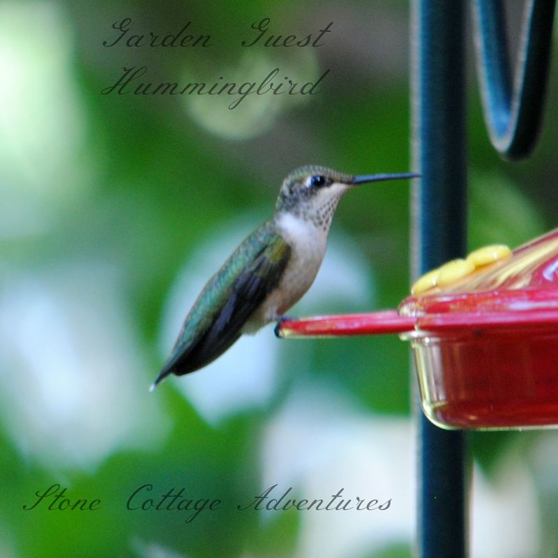 Garden Guest: Hummingbird 2015 – photo 1