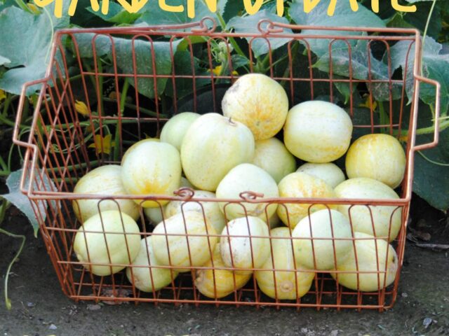 Gardening Update