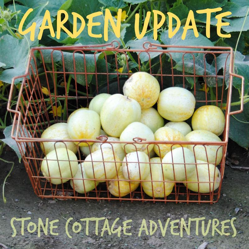 Gardening Update – photo 1