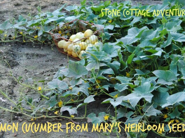 GARDENING GIVEAWAY!!