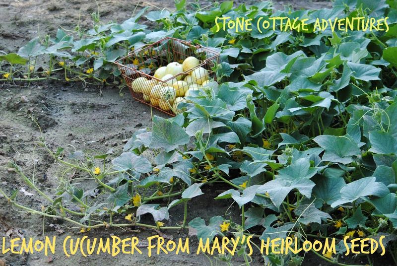 GARDENING GIVEAWAY!! – photo 1
