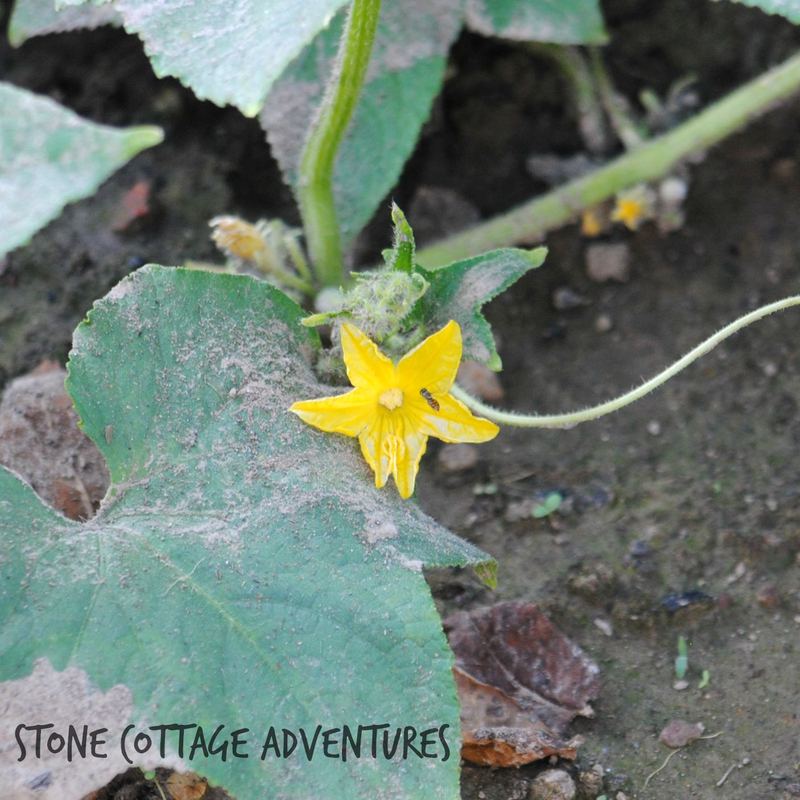 Gardening Update – photo 3