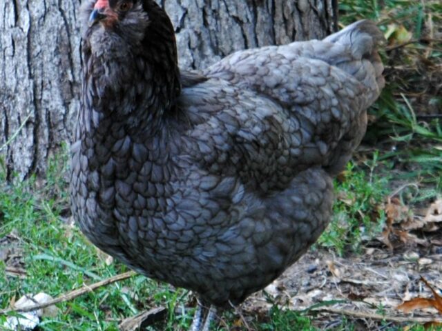 Sort of Silent Sunday, My Sweet Little Hens