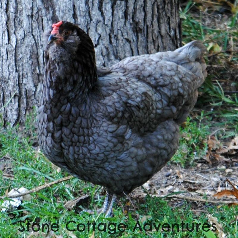 Sort of Silent Sunday, My Sweet Little Hens – photo 1