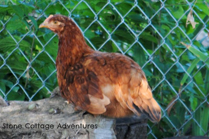Sort of Silent Sunday, My Sweet Little Hens – photo 2