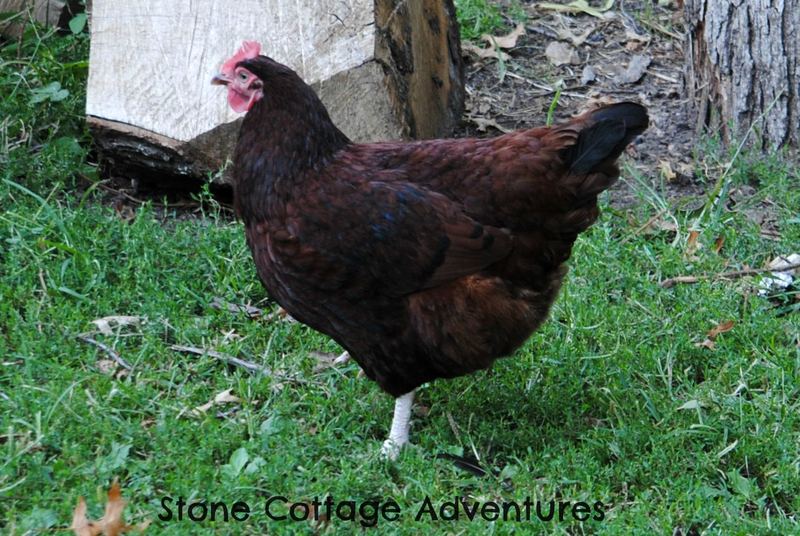 Sort of Silent Sunday, My Sweet Little Hens – photo 3