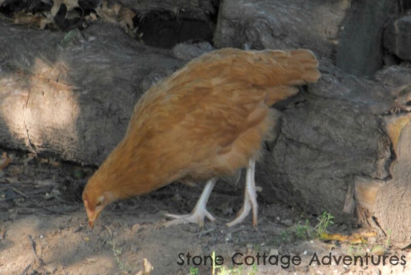Sort of Silent Sunday, My Sweet Little Hens – photo 4