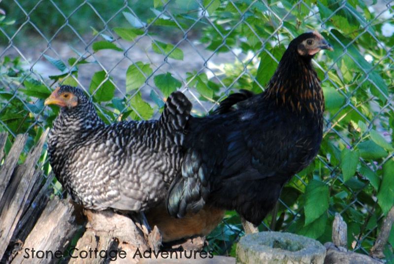 Sort of Silent Sunday, My Sweet Little Hens – photo 5