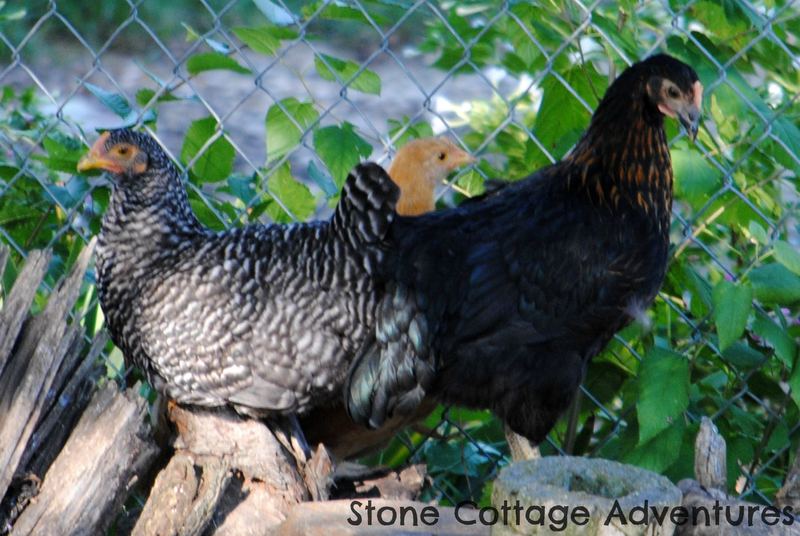 Sort of Silent Sunday, My Sweet Little Hens – photo 6