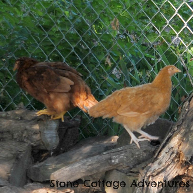 Sort of Silent Sunday, My Sweet Little Hens – photo 7