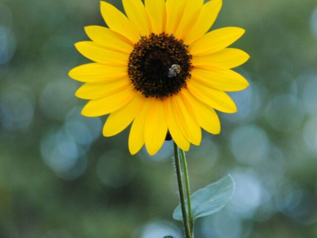 Sunflowers for the End of Summer