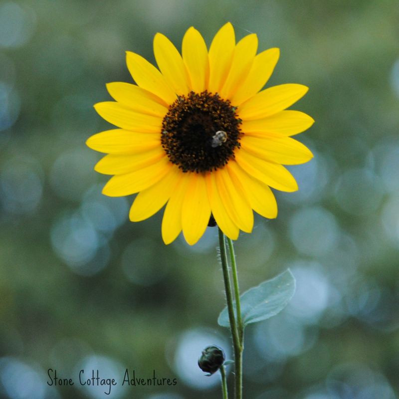 Sunflowers for the End of Summer – photo 1
