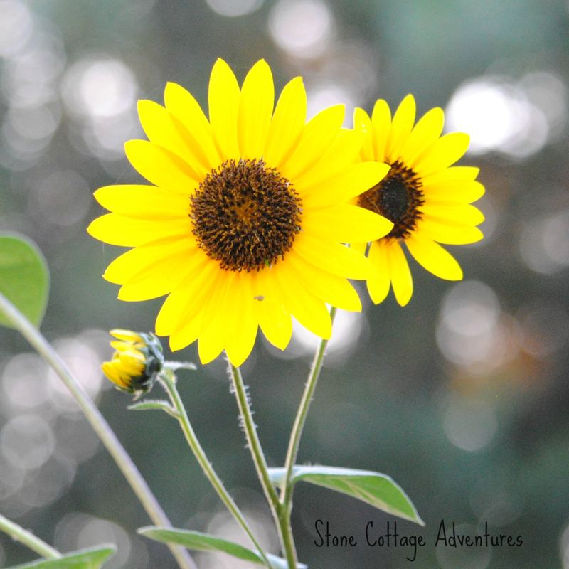 Sunflowers for the End of Summer – photo 2