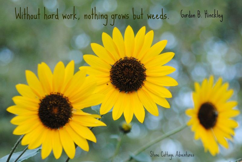 Sunflowers for the End of Summer – photo 3