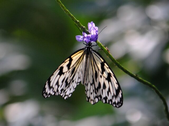 Butterflies, Beetles and Tarantulas