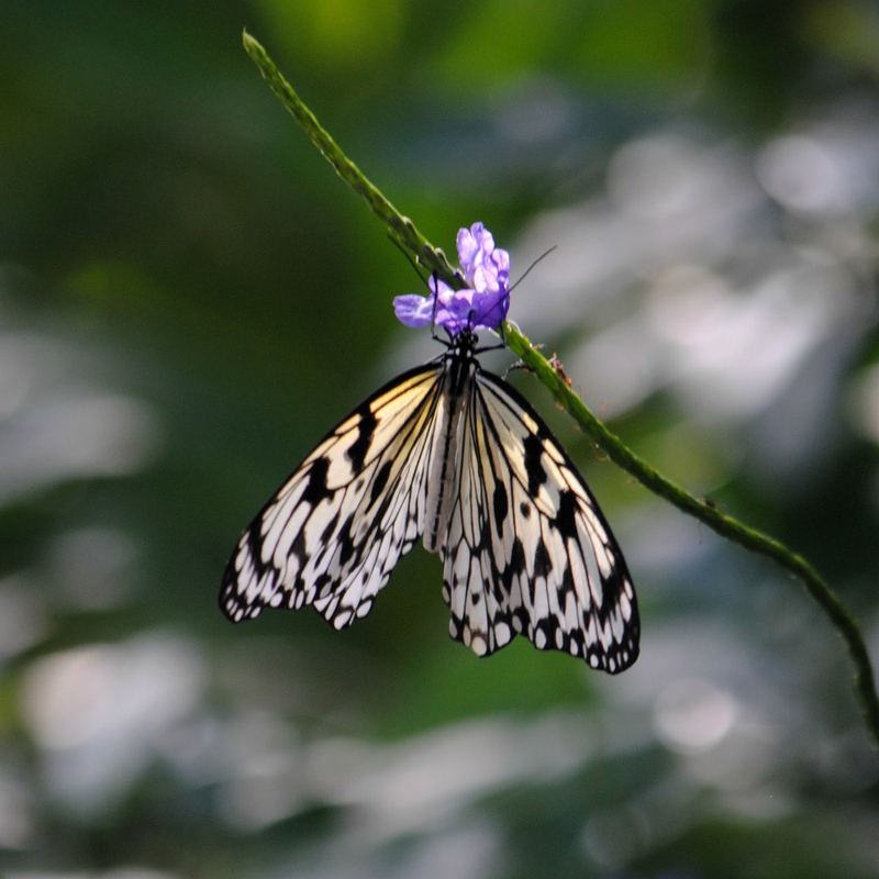 Butterflies, Beetles and Tarantulas – photo 1