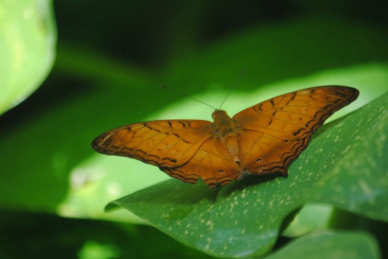 Butterflies, Beetles and Tarantulas – photo 10