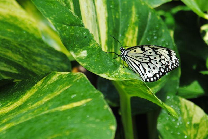 Butterflies, Beetles and Tarantulas – photo 11