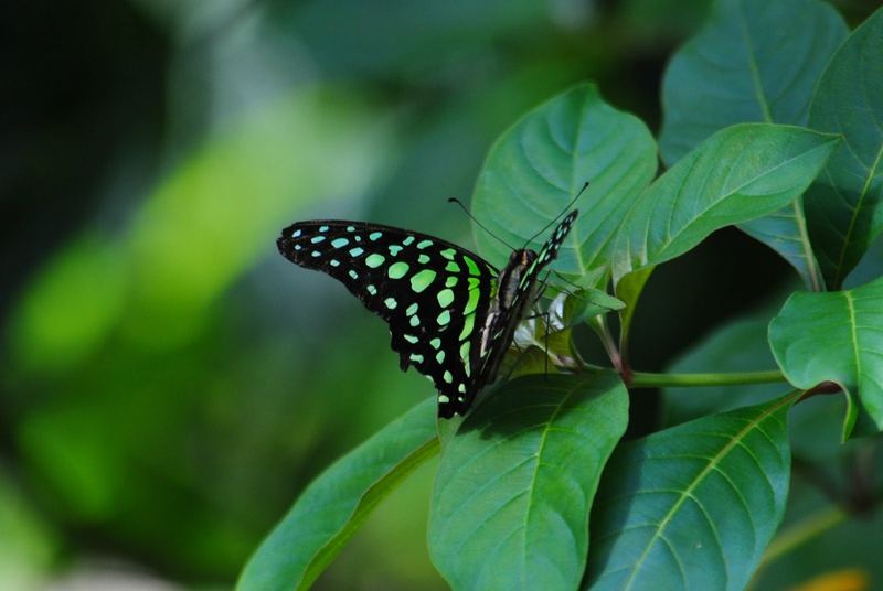 Butterflies, Beetles and Tarantulas – photo 12