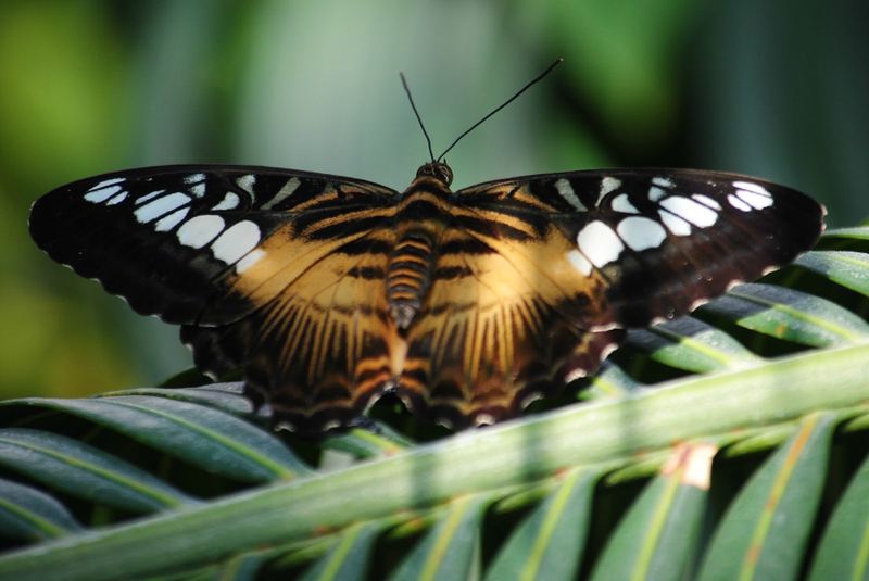 Butterflies, Beetles and Tarantulas – photo 13