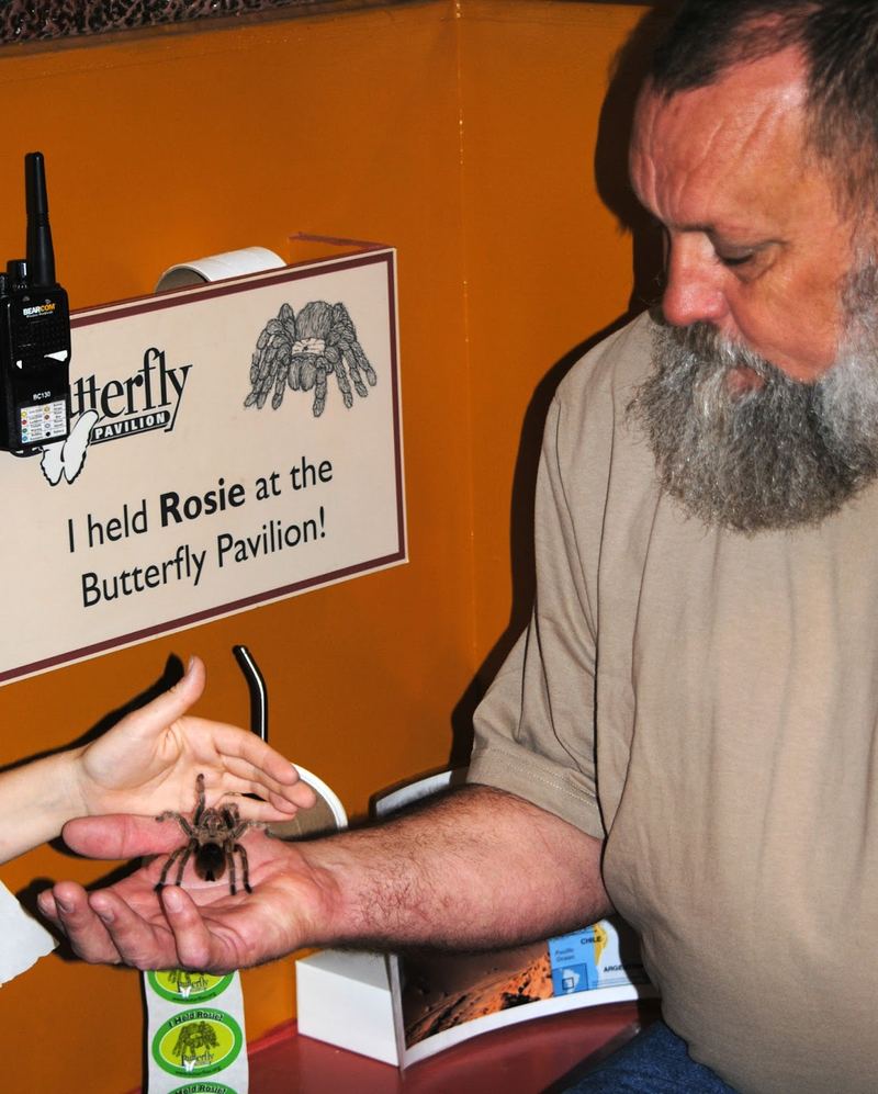 Butterflies, Beetles and Tarantulas – photo 15