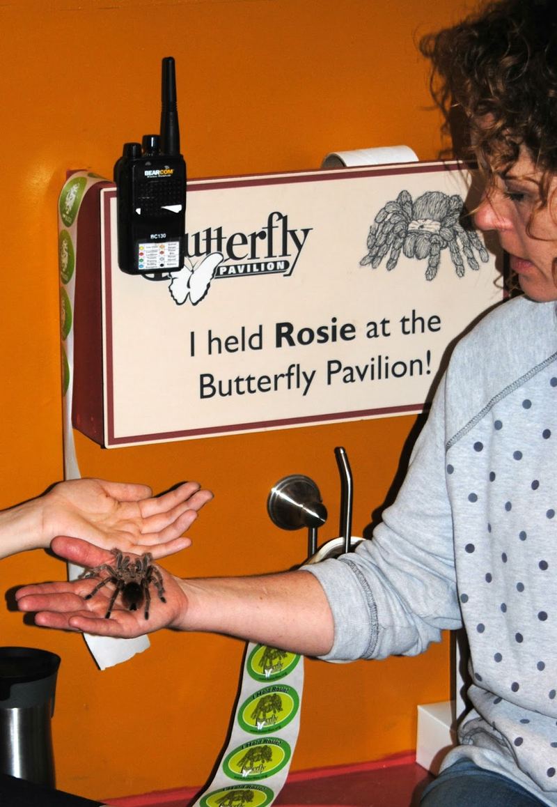Butterflies, Beetles and Tarantulas – photo 17