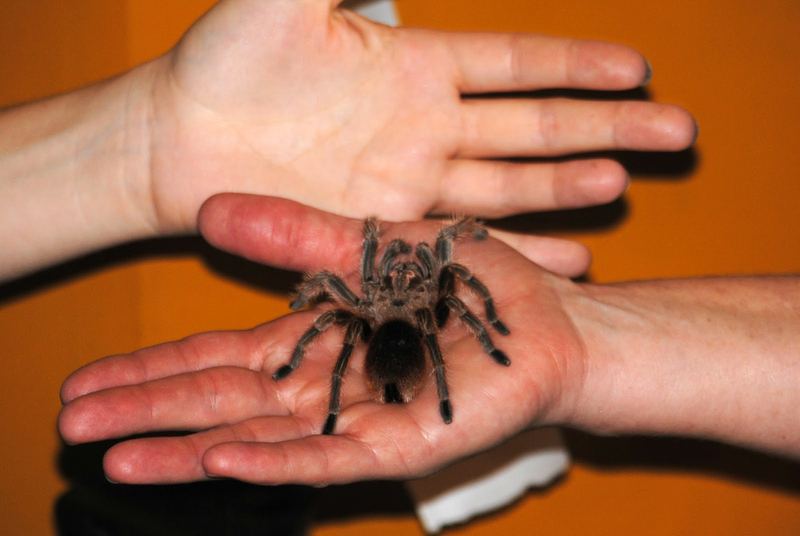 Butterflies, Beetles and Tarantulas – photo 18