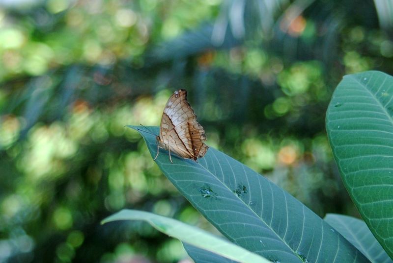 Butterflies, Beetles and Tarantulas – photo 2