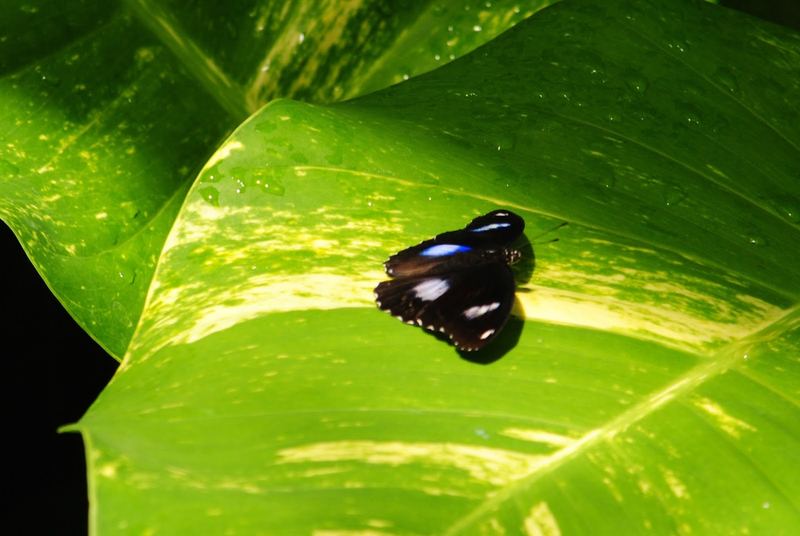 Butterflies, Beetles and Tarantulas – photo 3