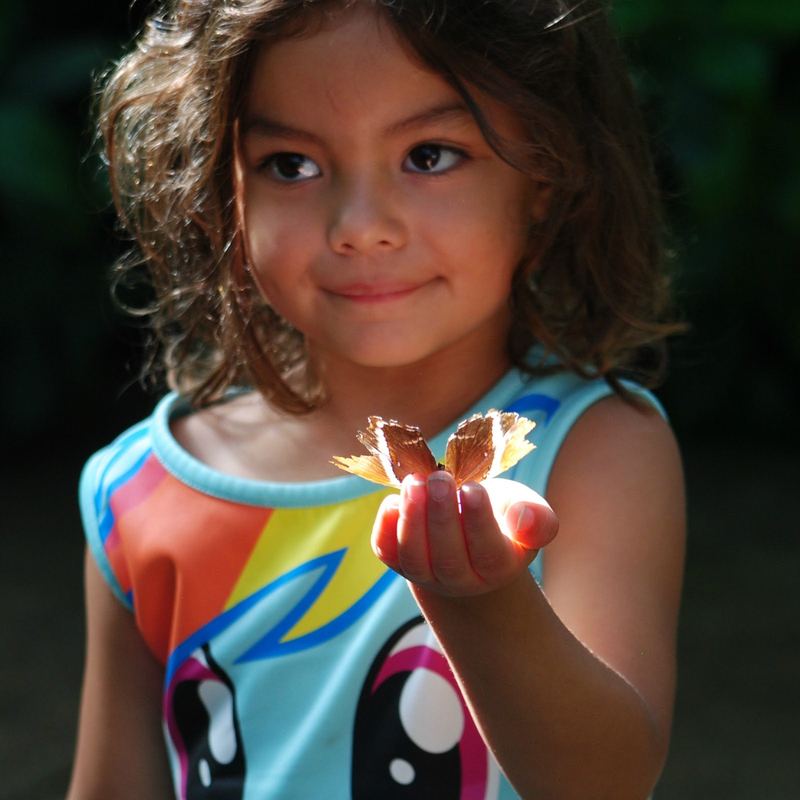 Butterflies, Beetles and Tarantulas – photo 4