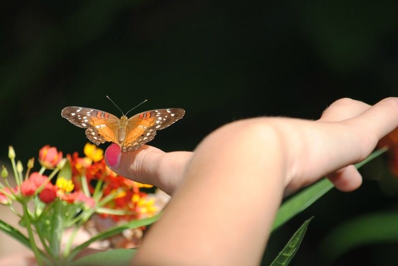 Butterflies, Beetles and Tarantulas – photo 5