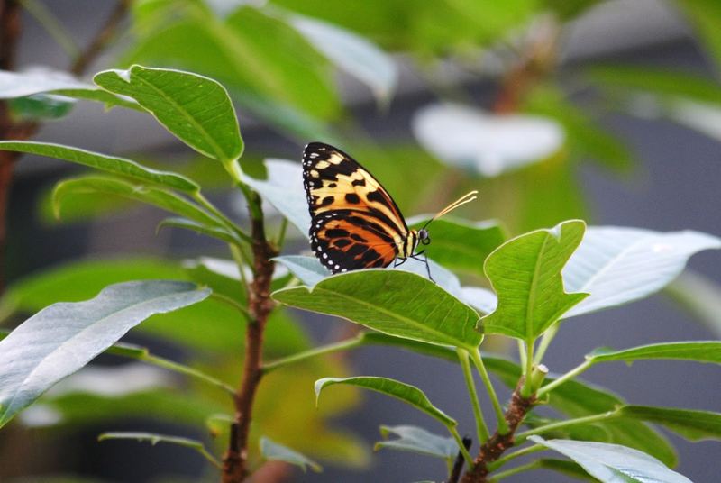 Butterflies, Beetles and Tarantulas – photo 6