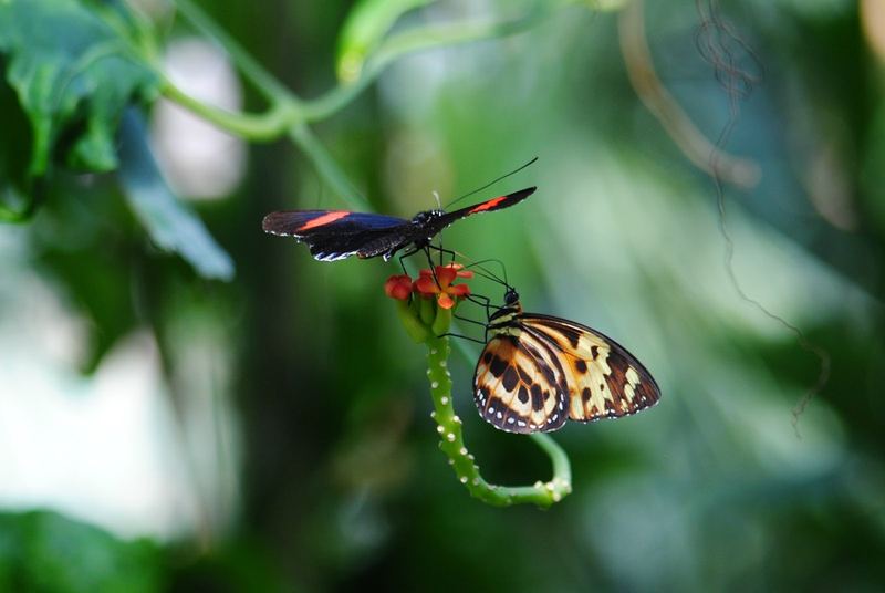 Butterflies, Beetles and Tarantulas – photo 8