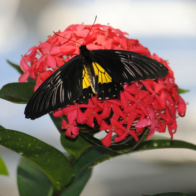Butterflies, Beetles and Tarantulas – photo 9