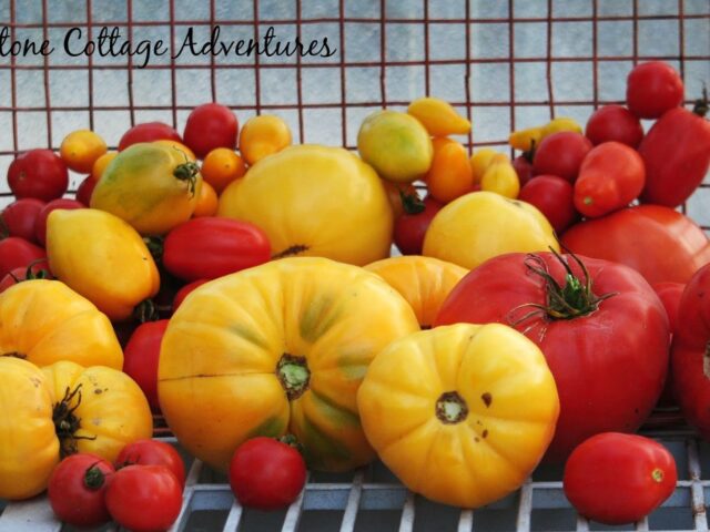 Gardening Update – Tomato Harvest
