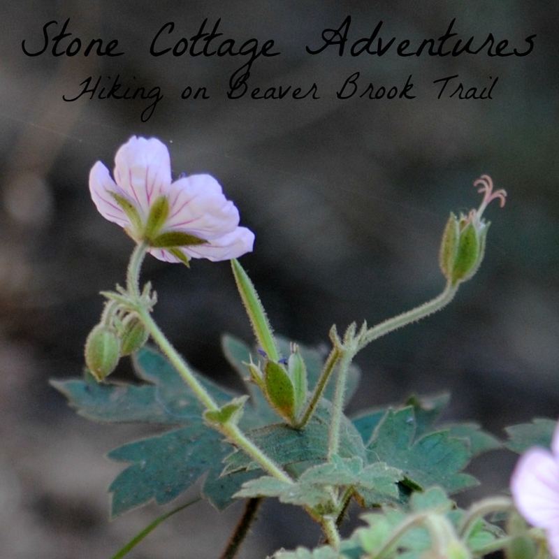 Hiking on Beaver Brook Trail – photo 1