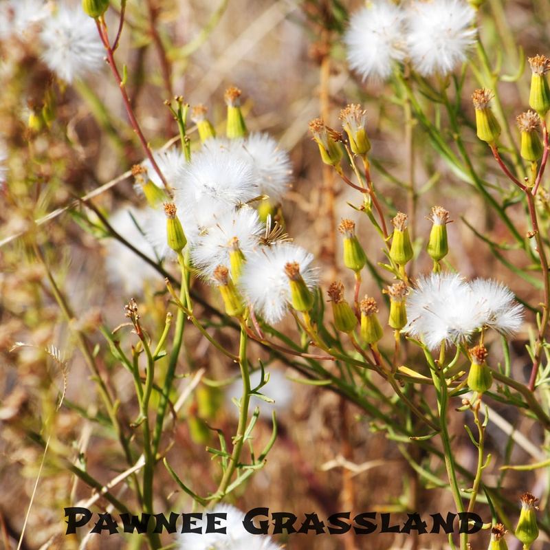Pawnee Grassland – photo 4