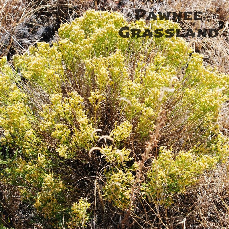 Pawnee Grassland – photo 5