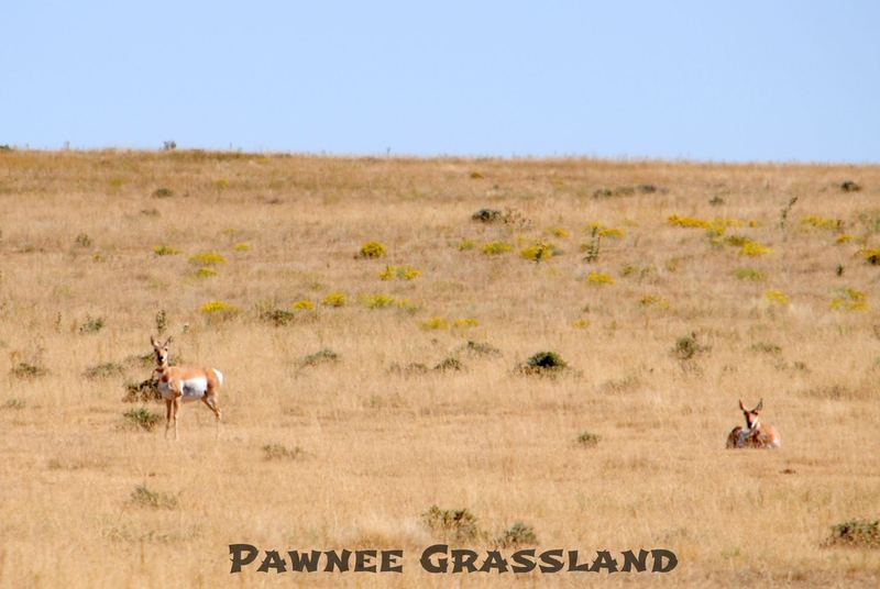 Pawnee Grassland – photo 6