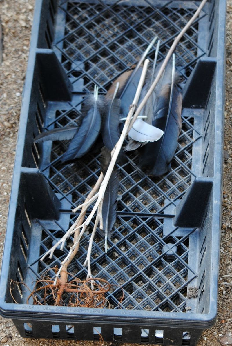 'Time for Broomsticks and Black Cats – photo 5