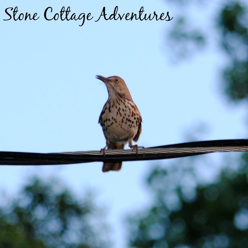 Garden Guest:  Brown Thrasher 2015 – photo 1