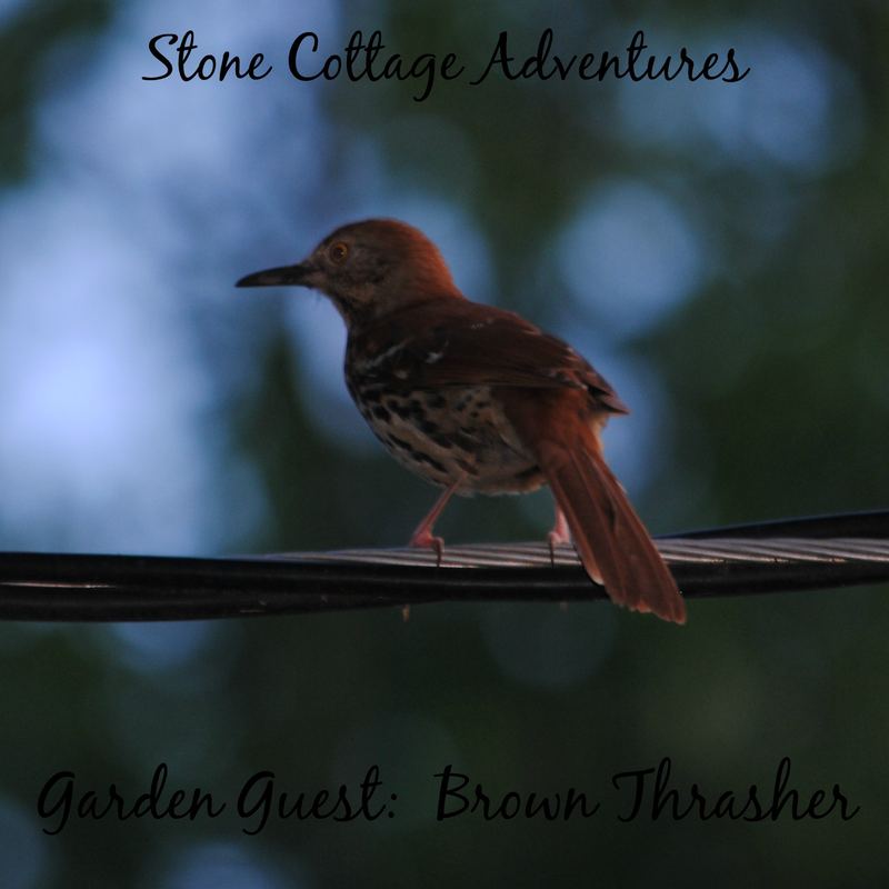 Garden Guest:  Brown Thrasher 2015 – photo 2