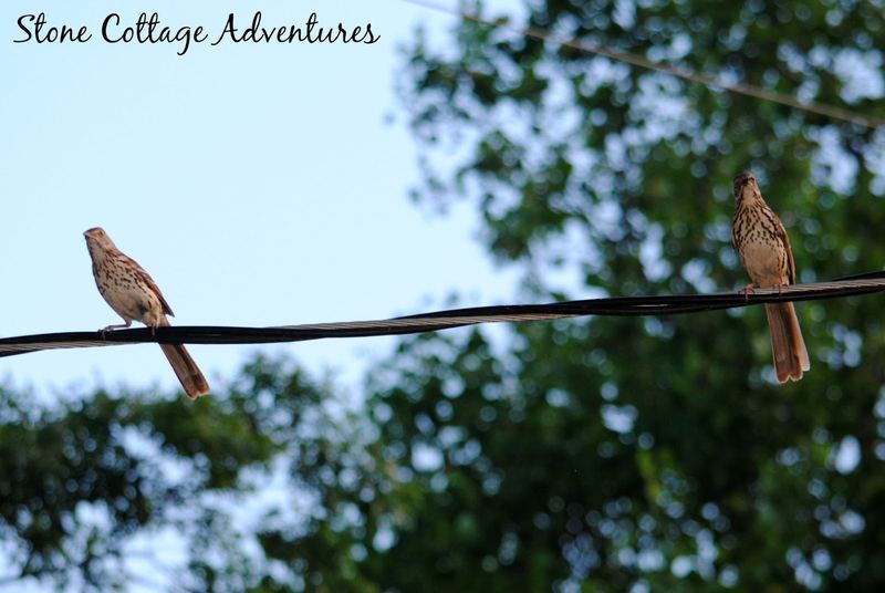 Garden Guest:  Brown Thrasher 2015 – photo 3