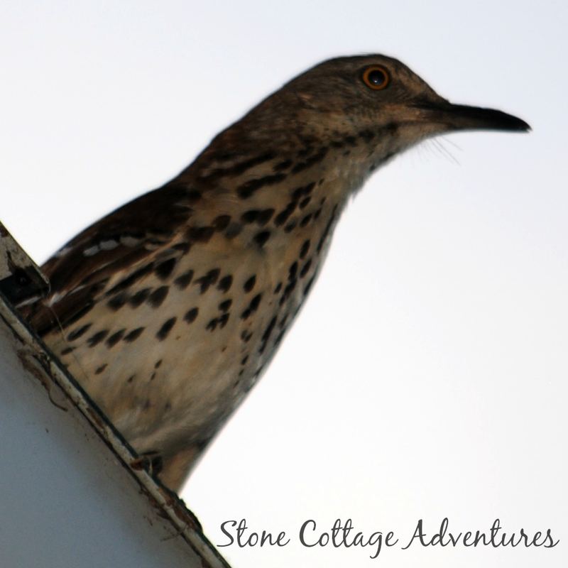 Garden Guest:  Brown Thrasher 2015 – photo 4