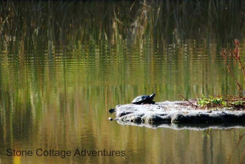 Hyland Ponds – photo 13