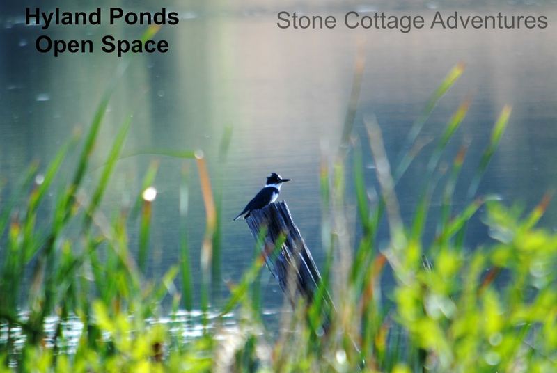 Hyland Ponds – photo 2