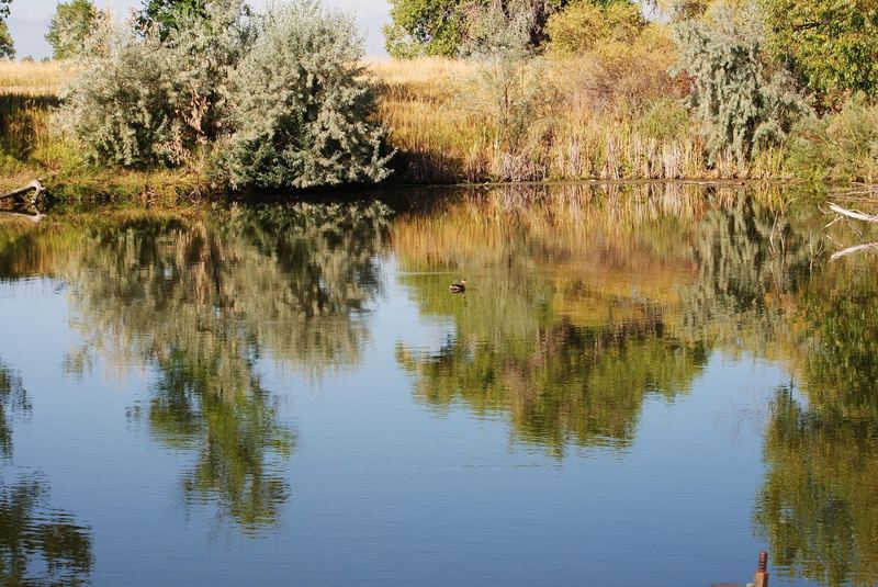 Hyland Ponds – photo 4