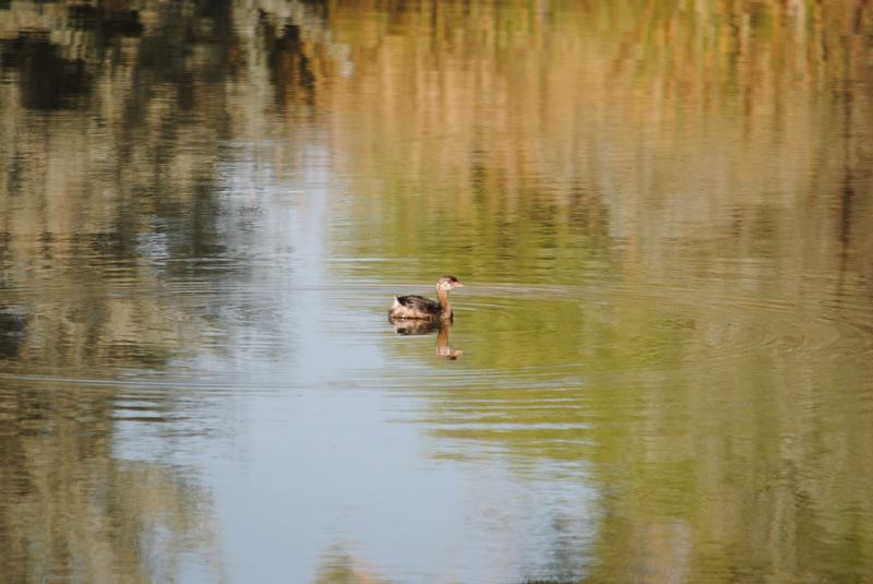 Hyland Ponds – photo 5